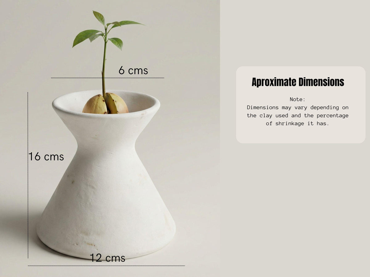 a small plant sprouting from a white ceramic vase, with dimensions provided in centimeters.