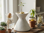 a variety of potted plants and seedlings arranged on a wooden surface, including a large white vase with a plant sprouting from it.
