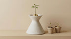 A white ceramic vase with a small plant growing in it, placed on a light-colored surface. There are two smaller plants in terracotta pots next to the larger vase.