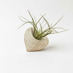 A small, white, textured vase containing a plant with long, thin leaves.