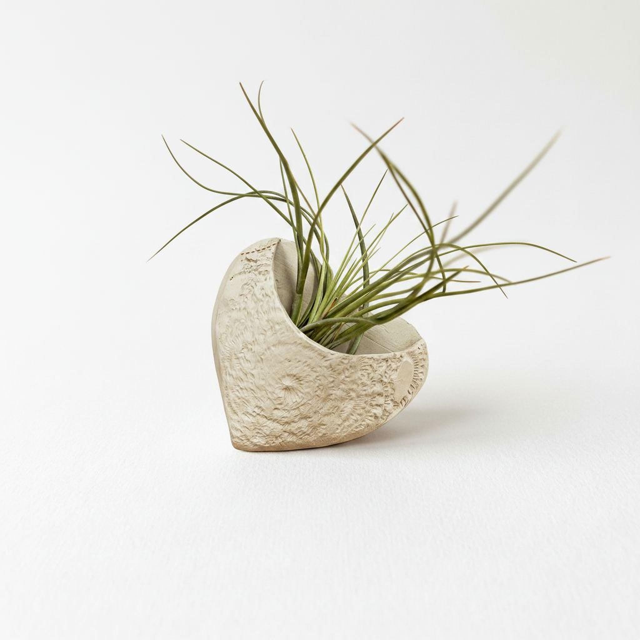 A small, white, textured vase containing a plant with long, thin leaves.
